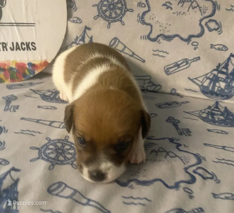Rea – Jack Russell Terrier puppy for sale in Magnolia, AR