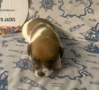 Rea, a female Jack Russell Terrier for sale in Magnolia, AR – 1 of 3