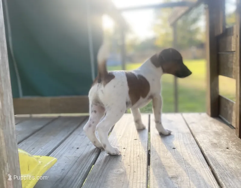 Dean – Jack Russell Terrier puppy for sale in Little Rock, AR