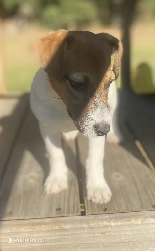 Polo – Jack Russell Terrier puppy for sale in Little Rock, AR