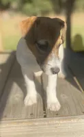 Polo, a male Jack Russell Terrier for sale in Little Rock, AR – 1 of 3