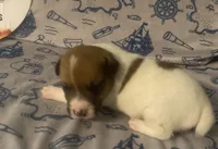 Polo, a female Jack Russell Terrier for sale in Magnolia, AR – 3 of 3