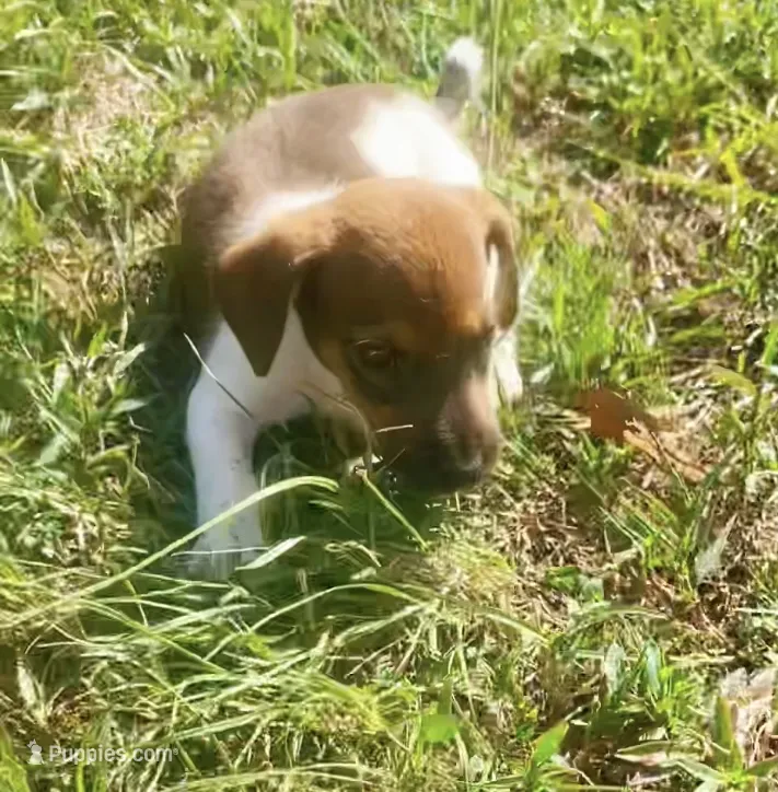 Paul – Jack Russell Terrier puppy for sale in Little Rock, AR