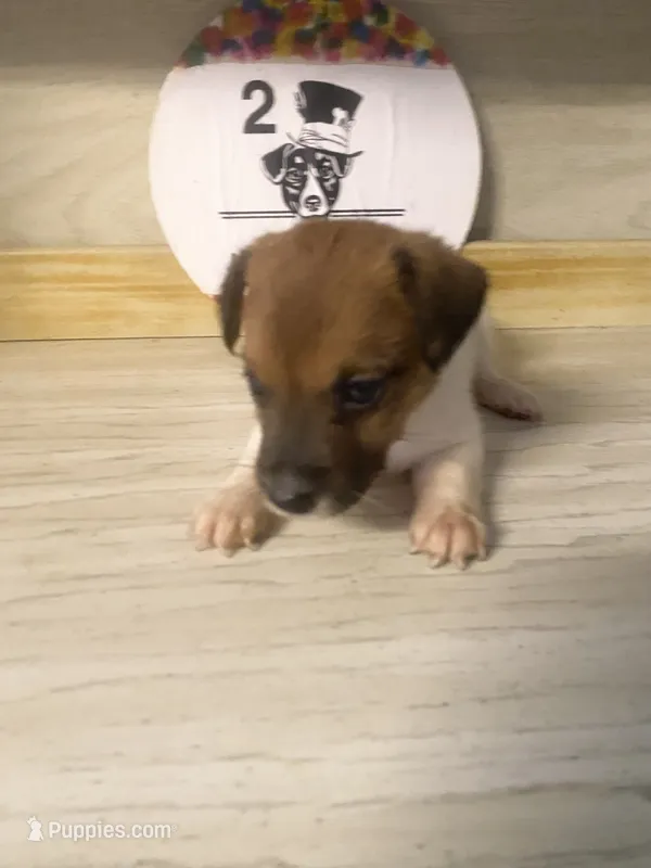Pippa – Jack Russell Terrier puppy for sale in Magnolia, AR