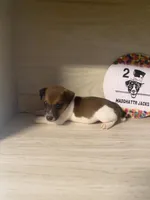 Pierce, a male Jack Russell Terrier for sale in Memphis, TN – 2 of 4