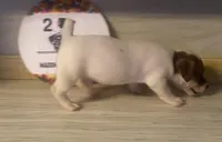 Ryatt, a male Jack Russell Terrier for sale in Memphis, TN – 4 of 4