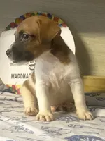 Perry, a male Jack Russell Terrier for sale in Memphis, TN – 2 of 6