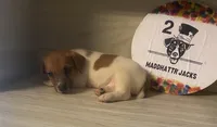 Rory, a male Jack Russell Terrier for sale in Memphis, TN – 4 of 4