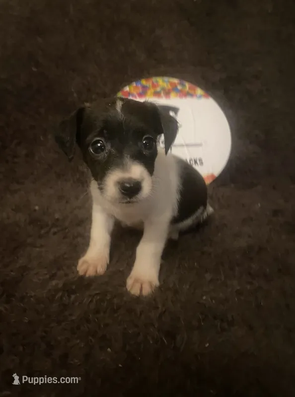 Miss Q – Jack Russell Terrier puppy for sale in Magnolia, AR