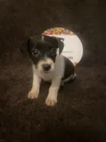Miss Q, a female Jack Russell Terrier for sale in Magnolia, AR – 1 of 3
