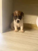 Parker, a male Jack Russell Terrier for sale in Memphis, TN – 2 of 5