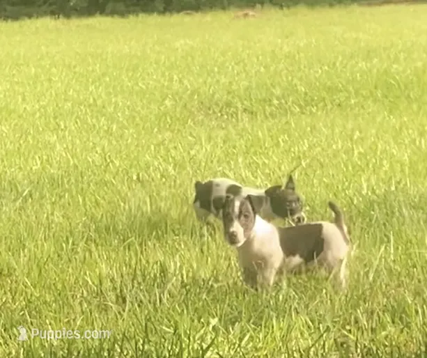 AKC- Quest – Jack Russell Terrier puppy for sale in Magnolia, AR