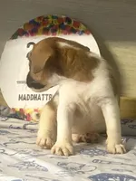 Perry, a male Jack Russell Terrier for sale in Memphis, TN – 3 of 6