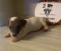 Ryatt, a male Jack Russell Terrier for sale in Memphis, TN – 2 of 4