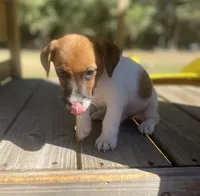 Bow, a male Jack Russell Terrier for sale in Little Rock, AR – 3 of 3