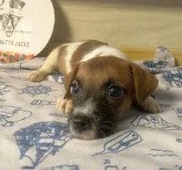 Perry, a male Jack Russell Terrier for sale in Memphis, TN – 5 of 6