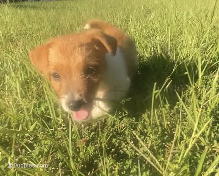 Denver – Jack Russell Terrier puppy for sale in Little Rock, AR