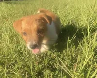 Denver, a male Jack Russell Terrier for sale in Little Rock, AR – 2 of 3