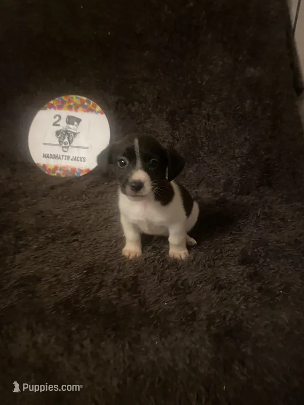 Quinn – Jack Russell Terrier puppy for sale in Magnolia, AR