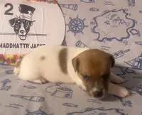 Rory, a male Jack Russell Terrier for sale in Magnolia, AR – 1 of 3