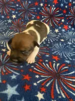 Phoebe, a female Jack Russell Terrier for sale in Magnolia, AR – 2 of 2