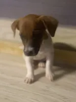 Brooklyn, a female Jack Russell Terrier for sale in Little Rock, AR – 3 of 5