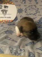 Prim, a female Jack Russell Terrier for sale in Magnolia, AR – 3 of 3