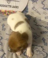 Rory, a male Jack Russell Terrier for sale in Magnolia, AR – 3 of 3