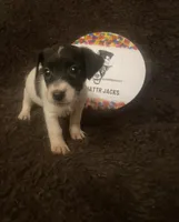 Miss Q, a female Jack Russell Terrier for sale in Magnolia, AR – 2 of 3