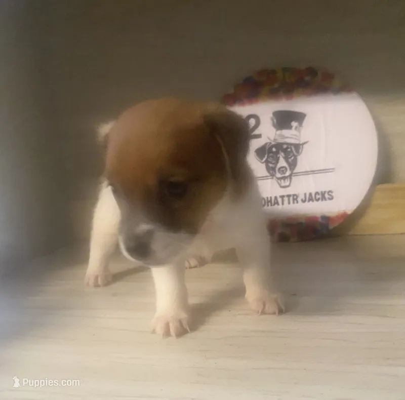 Rea – Jack Russell Terrier puppy for sale in Magnolia, AR