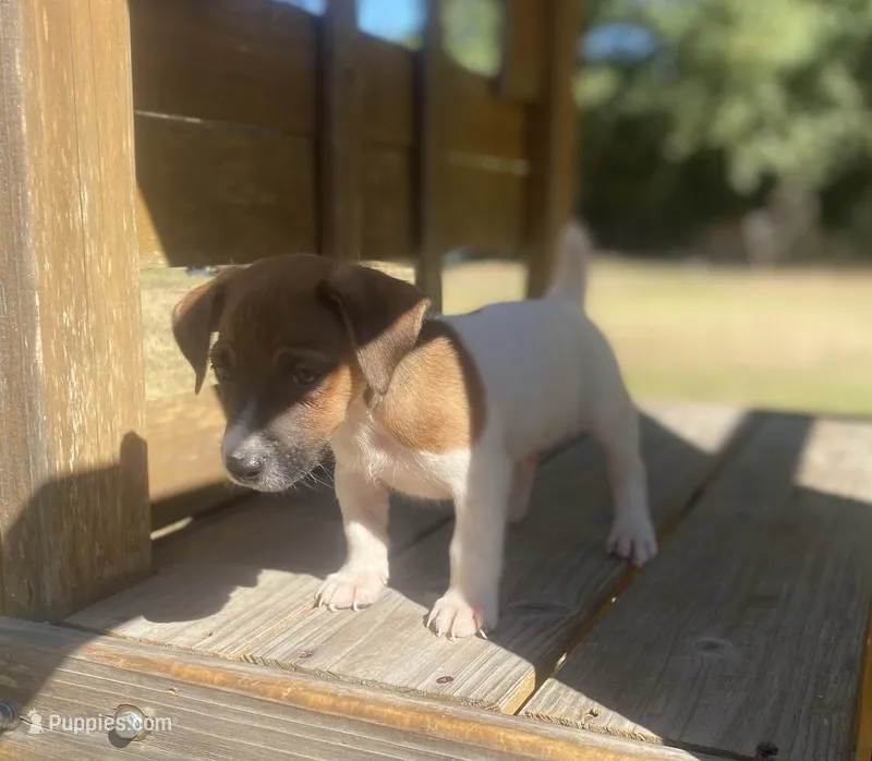 Beckham, a male Jack Russell Terrier for sale in Little Rock, AR – 1 of 5