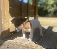 Beckham, a male Jack Russell Terrier for sale in Little Rock, AR – 1 of 5