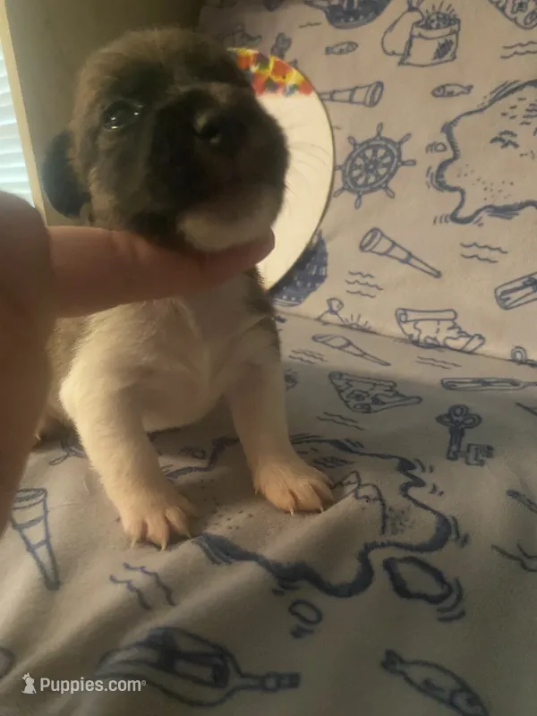 Prim – Jack Russell Terrier puppy for sale in Magnolia, AR