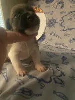 Prim, a female Jack Russell Terrier for sale in Magnolia, AR – 1 of 3