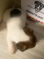 Parker, a male Jack Russell Terrier for sale in Memphis, TN – 5 of 5