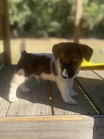 Beau, a male Jack Russell Terrier for sale in Little Rock, AR – 3 of 4