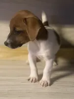 Brooklyn, a female Jack Russell Terrier for sale in Little Rock, AR – 1 of 5