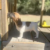 Briar, a male Jack Russell Terrier for sale in Little Rock, AR – 3 of 3