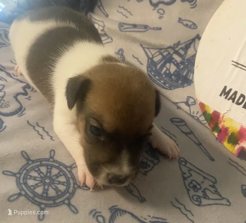 Pierce – Jack Russell Terrier puppy for sale in Magnolia, AR