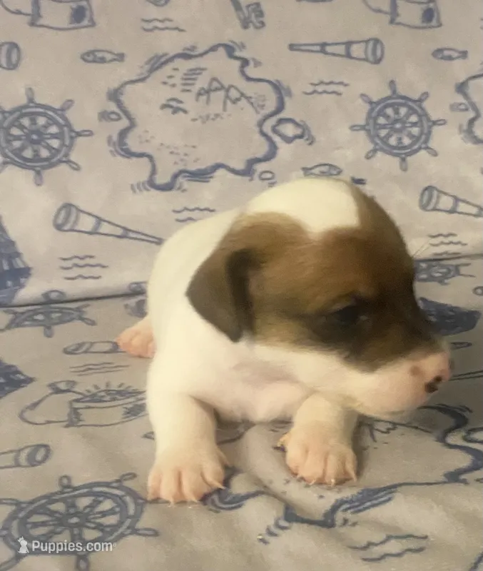 Ryatt – Jack Russell Terrier puppy for sale in Magnolia, AR