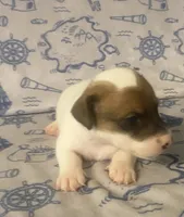 Ryatt, a male Jack Russell Terrier for sale in Magnolia, AR – 1 of 4