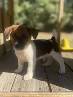 Beau, a male Jack Russell Terrier for sale in Little Rock, AR – 2 of 4