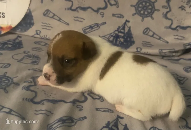 Polo – Jack Russell Terrier puppy for sale in Magnolia, AR