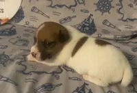 Polo, a female Jack Russell Terrier for sale in Magnolia, AR – 1 of 3