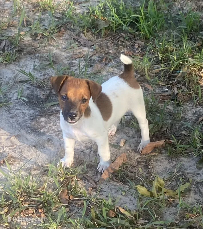 Dean – Jack Russell Terrier puppy for sale in Little Rock, AR