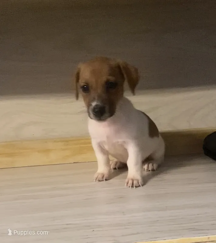 Rory – Jack Russell Terrier puppy for sale in Little Rock, AR