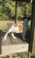 Polo, a male Jack Russell Terrier for sale in Little Rock, AR – 3 of 3