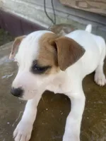 Ittsy, a male Jack Russell Terrier for sale in Magnolia, AR – Photo 2 of 2