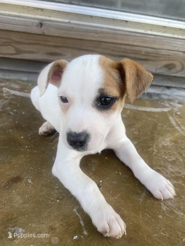 Ittsy – Jack Russell Terrier puppy for sale in Magnolia, AR