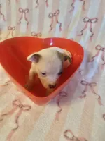 Ittsy, a male Jack Russell Terrier for sale in Magnolia, AR – Photo 2 of 2